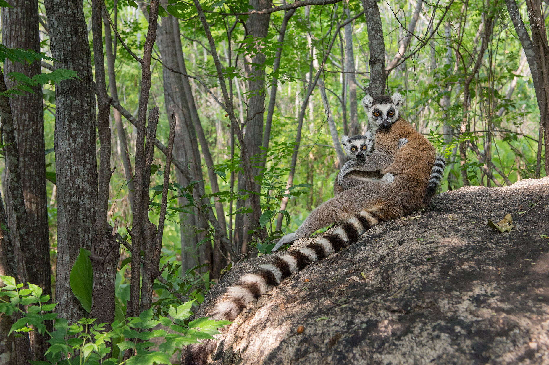 Anja - Ring-tailed lemur with baby The wonderful ring-tailed lemurs are highly social and they live in groups of up to 30 individuals with a dominant female. Ring-tailed lemur babies are born in September or October. The infants are carried on the chest for the first weeks and afterwards they are carried on the back. Stefan Cruysberghs